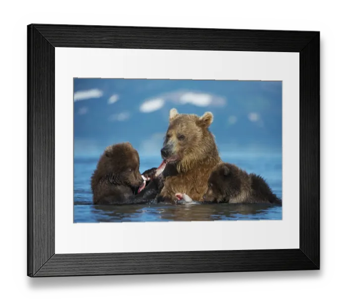 Framed Print : Female Brown bear (Ursus arctos) with two cubs, eating fish in lake Kuril Framed Print : Female Brown bear (Ursus arctos) with two cubs, eating fish in lake Kuril