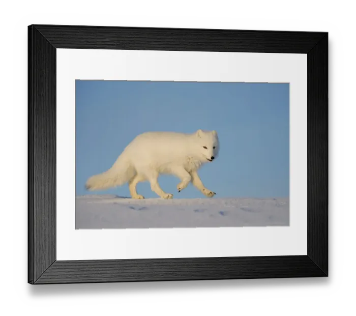 Framed Print : Arctic fox (Vulpes lagopus) running across snow, Taymyr Peninsula, Siberia, Russia Framed Print : Arctic fox (Vulpes lagopus) running across snow, Taymyr Peninsula, Siberia, Russia