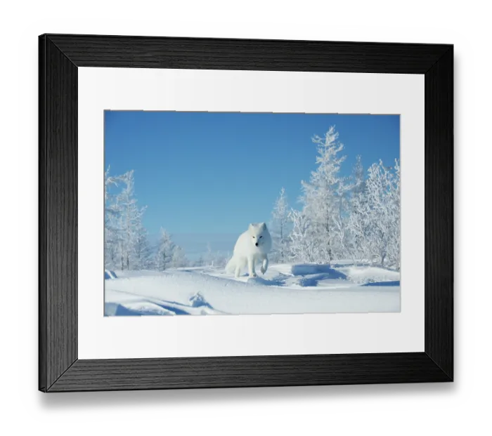 Framed Print : Arctic fox (Vulpes lagopus) walking through snowy landscape, Taymyr Peninsula, Siberia, Russia Framed Print : Arctic fox (Vulpes lagopus) walking through snowy landscape, Taymyr Peninsula, Siberia, Russia