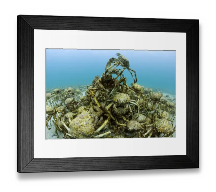 Framed Print : Aggregation of thousands of moulting Spider crabs (Leptomithrax gaimardii) Framed Print : Aggregation of thousands of moulting Spider crabs (Leptomithrax gaimardii)
