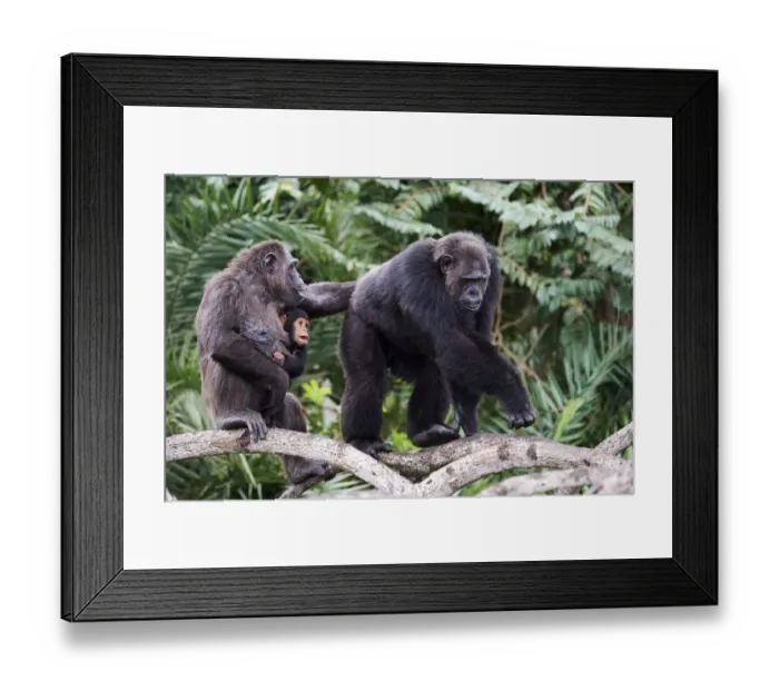 Framed Print : Dominant male Chimpanzee (Pan troglodytes troglodytes) in the mangrove Framed Print : Dominant male Chimpanzee (Pan troglodytes troglodytes) in the mangrove