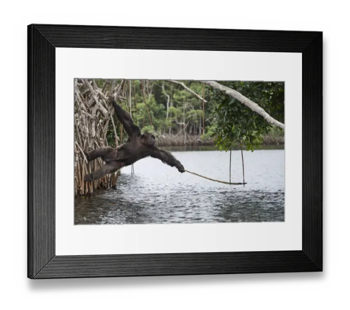 Framed Print : Male Chimpanzee (Pan troglodytes troglodytes) trying to catch fallen fruits using stick Framed Print : Male Chimpanzee (Pan troglodytes troglodytes) trying to catch fallen fruits using stick
