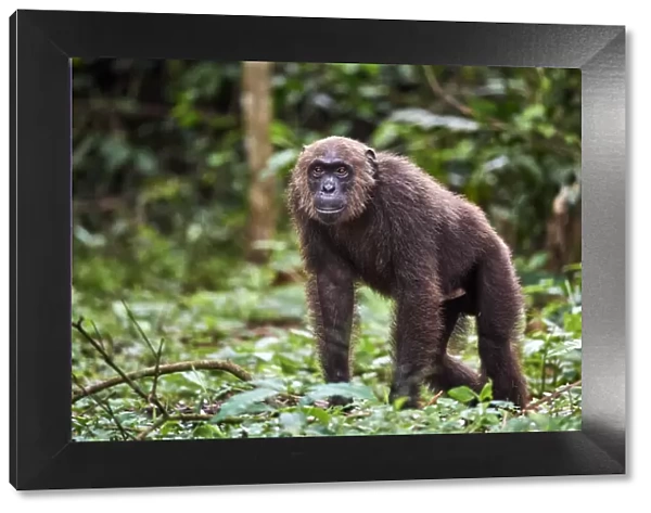 Male Chimpanzee (Pan troglodytes troglodytes) walking in forest