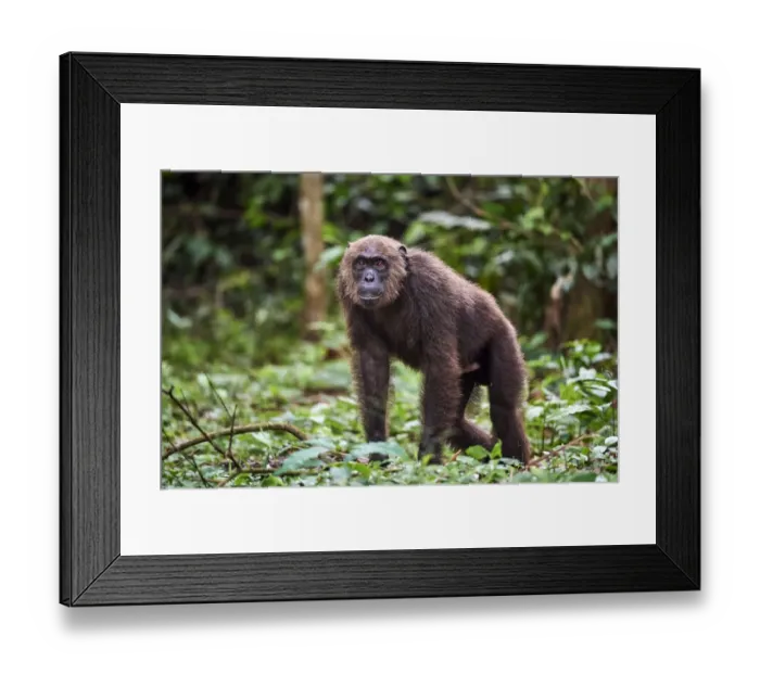 Framed Print : Male Chimpanzee (Pan troglodytes troglodytes) walking in forest Framed Print : Male Chimpanzee (Pan troglodytes troglodytes) walking in forest