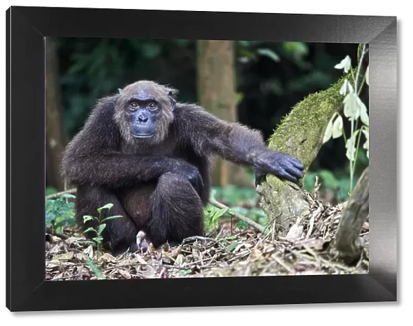 Male Chimpanzee (Pan troglodytes troglodytes) sitting on forest floor