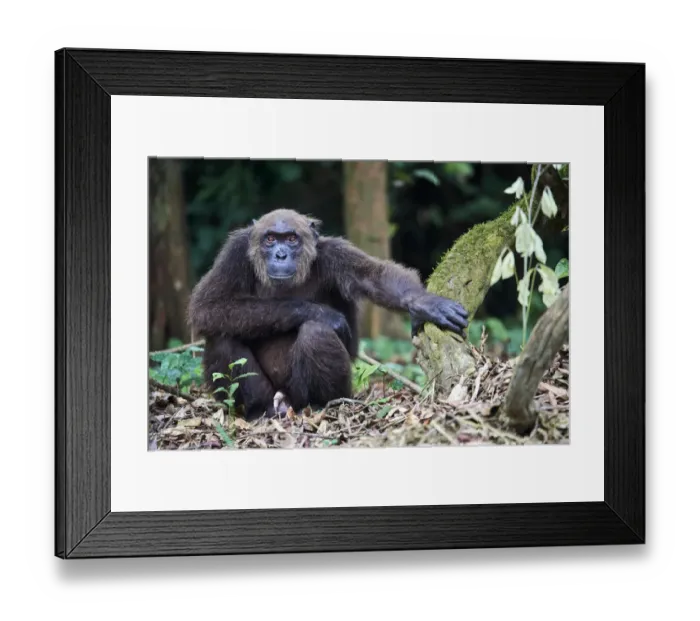 Framed Print : Male Chimpanzee (Pan troglodytes troglodytes) sitting on forest floor Framed Print : Male Chimpanzee (Pan troglodytes troglodytes) sitting on forest floor