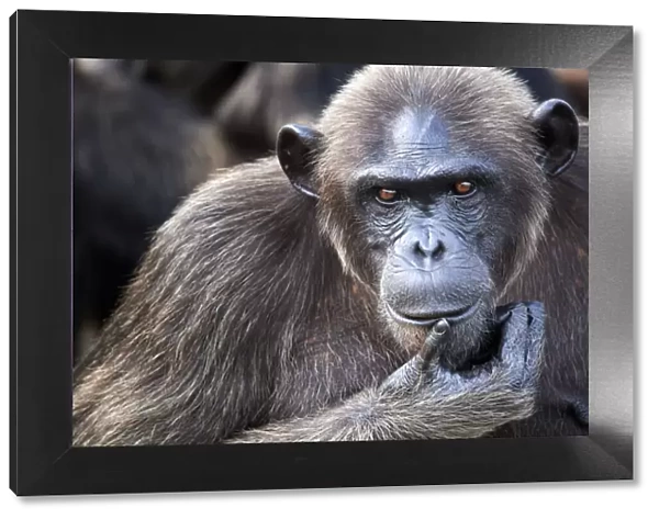 Female chimpanzee (Pan troglodytes troglodytes) portrait
