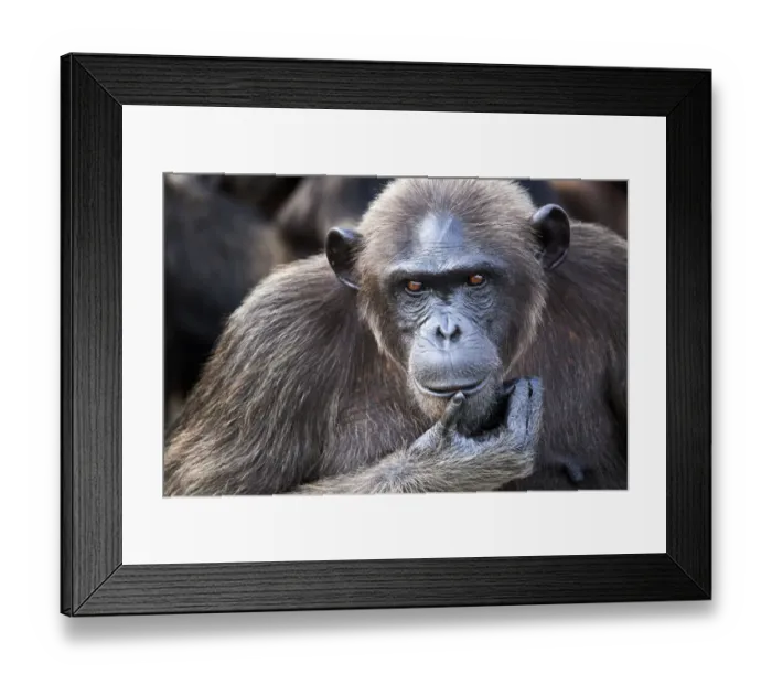 Framed Print : Female chimpanzee (Pan troglodytes troglodytes) portrait Framed Print : Female chimpanzee (Pan troglodytes troglodytes) portrait