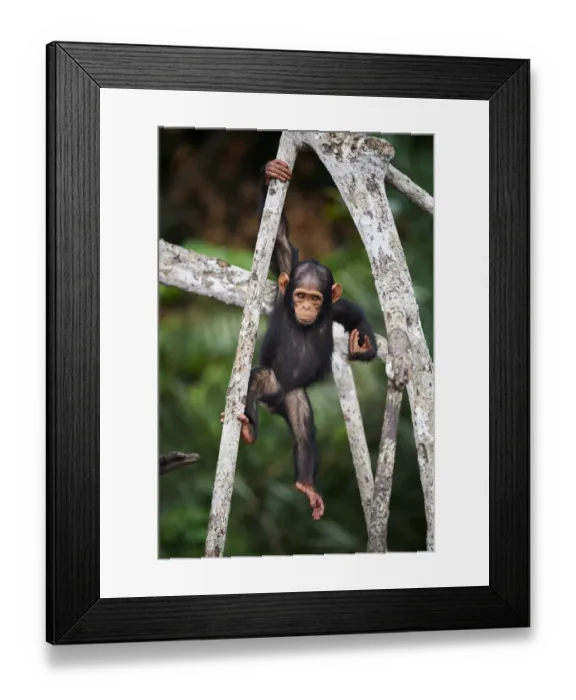 Framed Print : Infant Chimpanzee (Pan troglodytes troglodytes) climbing in tree Framed Print : Infant Chimpanzee (Pan troglodytes troglodytes) climbing in tree