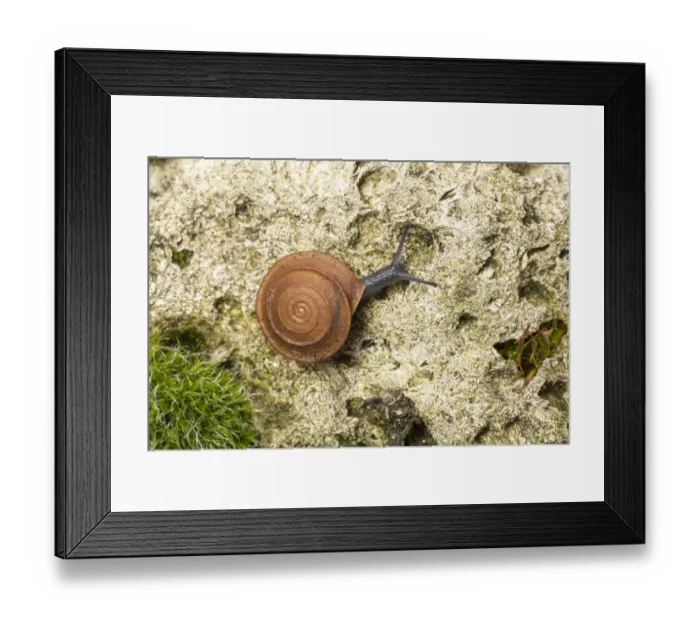 Framed Print : Leaf snail (Gittenbergeria turriplana) Algarve, Portugal Framed Print : Leaf snail (Gittenbergeria turriplana) Algarve, Portugal
