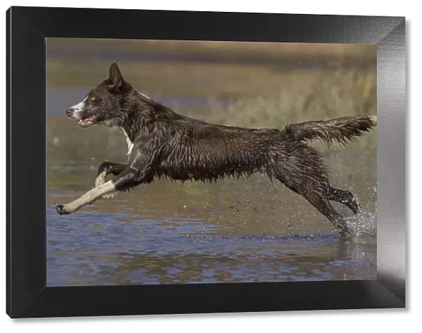 Chocolate border collie (Canis familiaris) playing in water, Maryland, USA. October
