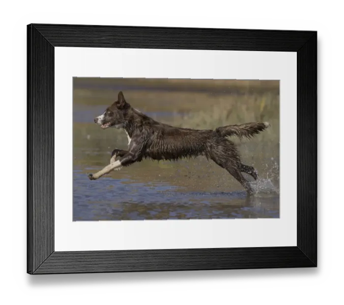 Framed Print : Chocolate border collie (Canis familiaris) playing in water, Maryland, USA. October Framed Print : Chocolate border collie (Canis familiaris) playing in water, Maryland, USA. October
