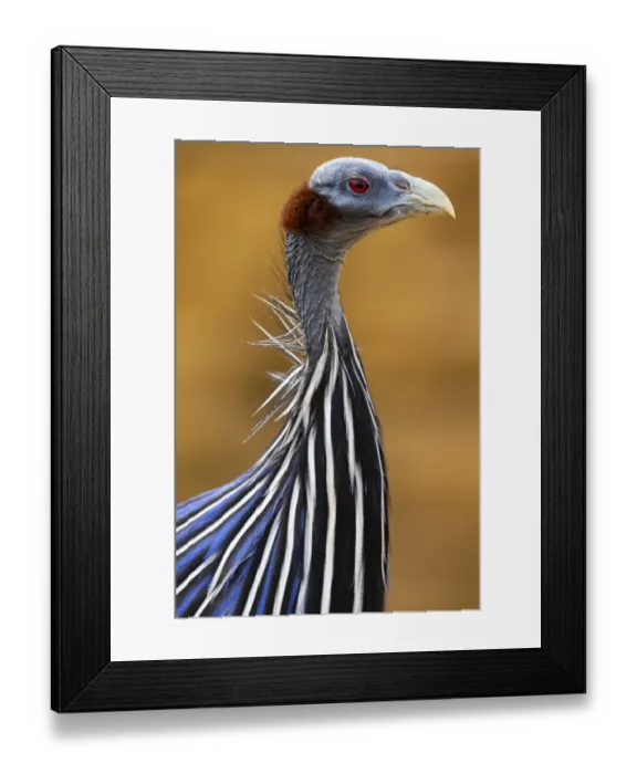 Framed Print : Close up of Vulturine guineafowl (Acryllium vulturinum), Samburu game reserve, Kenya Framed Print : Close up of Vulturine guineafowl (Acryllium vulturinum), Samburu game reserve, Kenya