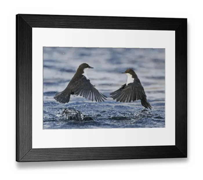Framed Print : Dippers (Cinclus cinclus) fighting over feeding territory, Kuusamo, Finland, February Framed Print : Dippers (Cinclus cinclus) fighting over feeding territory, Kuusamo, Finland, February