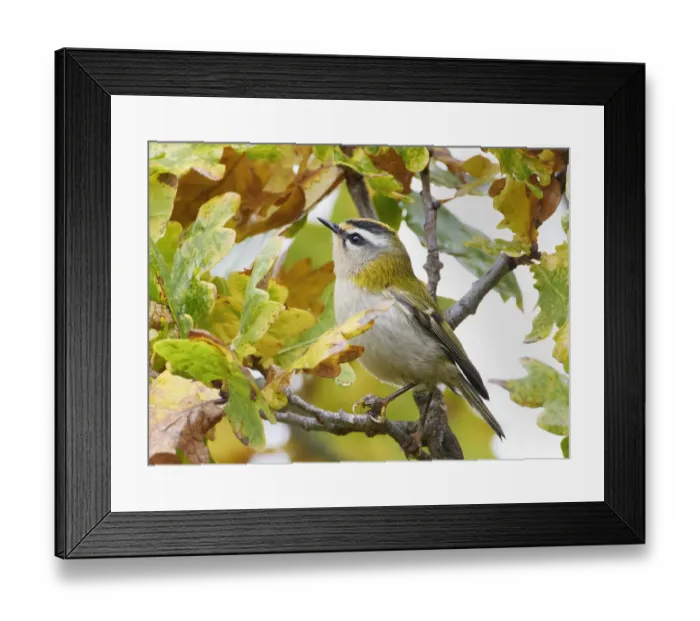 Framed Print : Firecrest (Regulus ignicapilla) amongst oak leaves in autumn, Parainen Uto, Finland. October Framed Print : Firecrest (Regulus ignicapilla) amongst oak leaves in autumn, Parainen Uto, Finland. October