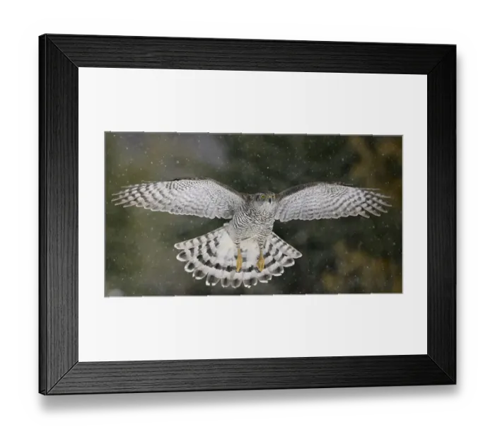 Framed Print : Goshawk (Accipiter gentilis) flying in snow, Mainua Kajaani, Finland. March Framed Print : Goshawk (Accipiter gentilis) flying in snow, Mainua Kajaani, Finland. March