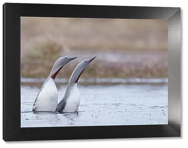 Red-throated diver (Gavia stellata) pair displaying on the water, Vaala, Finland. May