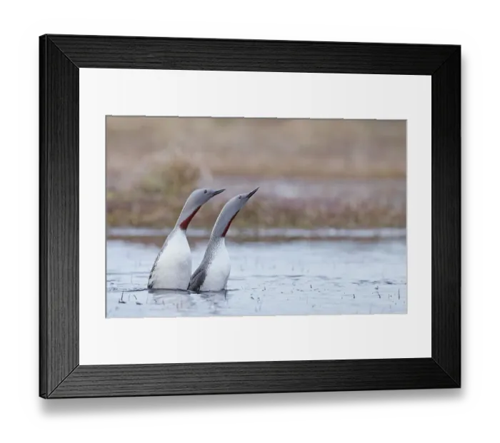 Framed Print : Red-throated diver (Gavia stellata) pair displaying on the water, Vaala, Finland. May