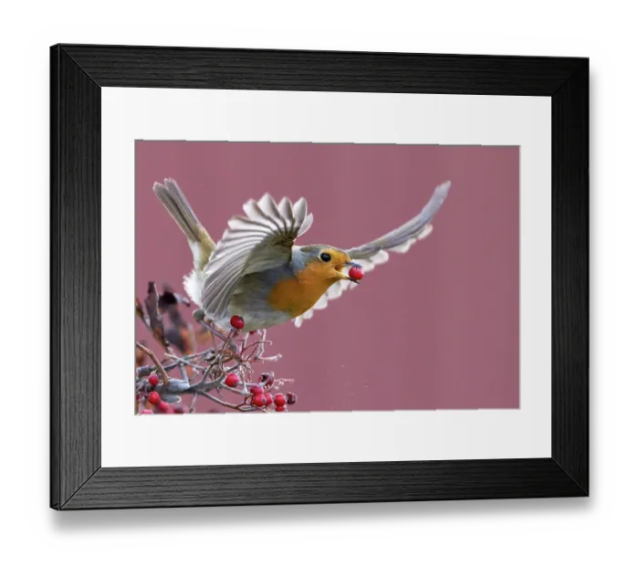 Framed Print : Robin (Erithacus rubecula) carrying a red berry in its beak as it takes off, Parainen Uto, Finland. October Framed Print : Robin (Erithacus rubecula) carrying a red berry in its beak as it takes off, Parainen Uto, Finland. October