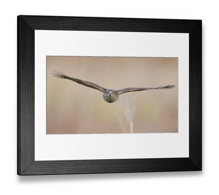 Framed Print : Sparrowhawk (Accipiter nisus) juvenile flying, Parainen Uto, Finland. September Framed Print : Sparrowhawk (Accipiter nisus) juvenile flying, Parainen Uto, Finland. September