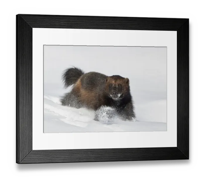 Framed Print : Wild Wolverine (Gulo gulo) walking in snow, Mainua Kajaani, Finland. March Framed Print : Wild Wolverine (Gulo gulo) walking in snow, Mainua Kajaani, Finland. March
