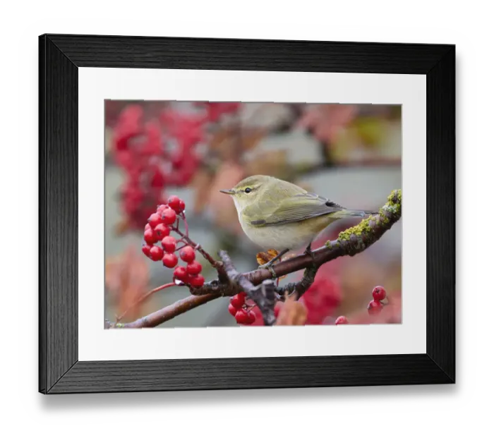 Framed Print : Chiffchaff (Phylloscopus collybita) perching on branch with red berries, Parainen Uto, Finland. October Framed Print : Chiffchaff (Phylloscopus collybita) perching on branch with red berries, Parainen Uto, Finland. October