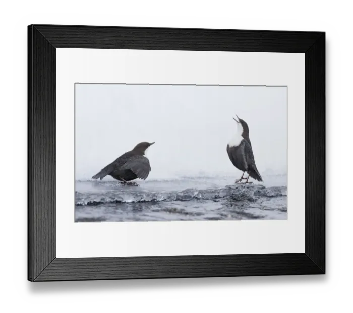 Framed Print : Dippers (Cinclus cinclus) standing on ice, ready to fight over feeding territory, Kuusamo, Finland, February Framed Print : Dippers (Cinclus cinclus) standing on ice, ready to fight over feeding territory, Kuusamo, Finland, February