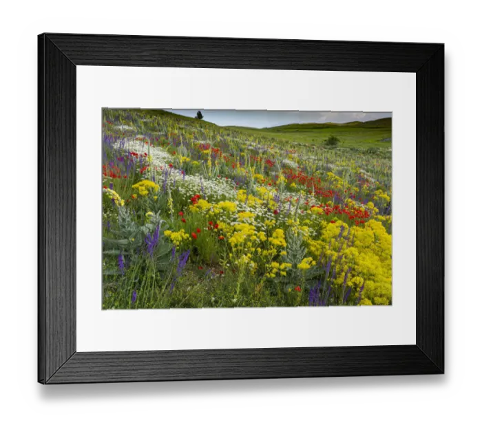 Framed Print : Fallow field in flower containing Poppy (Papaver rhoeas), Woad (Isatis tinctoria), Corn chamomile (Anthemis arvensis) Olympian mullein (Verbascum longifolium) and Purple toadflax (Linaria purpurea), Abruzzo, Italy. June Framed Print : Fallow field in flower containing Poppy (Papaver rhoeas), Woad (Isatis tinctoria), Corn chamomile (Anthemis arvensis) Olympian mullein (Verbascum longifolium) and Purple toadflax (Linaria purpurea), Abruzzo, Italy. June