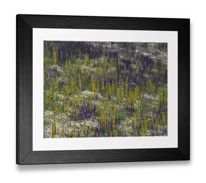 Framed Print : Fallow fields burst into flower containing Corn chamomile (Anthemis arvensis), Hoarry mullein (Verbascum pulverulentum), Purple toadflax (Linaria purpurea) and Common poppy (Papaver rhoeas), Abruzzo, Italy, June