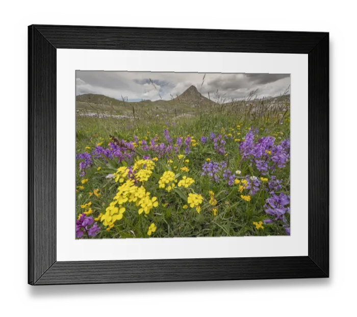 Framed Print : Apennine treacle mustard (Erysimum pseudorhaeticum) and Greater milkwort (Polygala major) in flower in dry field, Gran Sasso, Abruzzo, Italy. June Framed Print : Apennine treacle mustard (Erysimum pseudorhaeticum) and Greater milkwort (Polygala major) in flower in dry field, Gran Sasso, Abruzzo, Italy. June