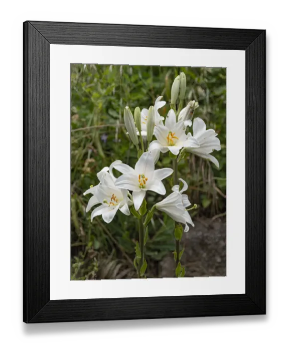 Framed Print : Two Madonna lily (Lilium candidum) flowerheads, Umbria, Italy. June Framed Print : Two Madonna lily (Lilium candidum) flowerheads, Umbria, Italy. June