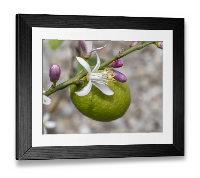 Framed Print : Lemon (Citrus limon) flower, buds and fruit, Umbria, Italy. June Framed Print : Lemon (Citrus limon) flower, buds and fruit, Umbria, Italy. June