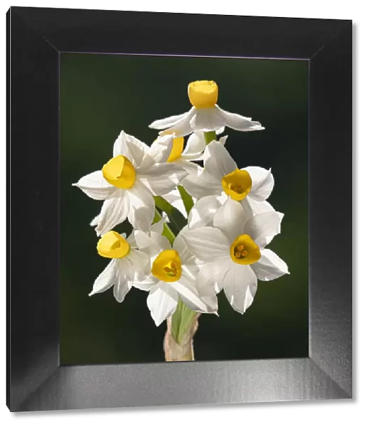 Bunch-flowered narcissus (Narcissus tazetta) flower head, growing on limestone, Umbria, Italy. February