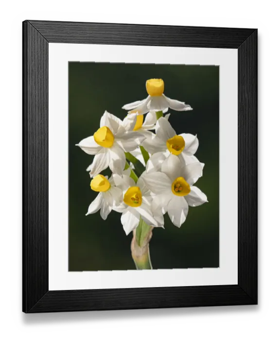 Framed Print : Bunch-flowered narcissus (Narcissus tazetta) flower head, growing on limestone, Umbria, Italy. February Framed Print : Bunch-flowered narcissus (Narcissus tazetta) flower head, growing on limestone, Umbria, Italy. February