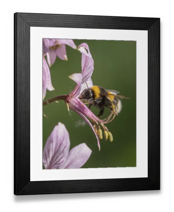 Framed Print : Buff-tailed bumblebee (Bombus terrestris) visiting flower of Dittany (Dictamnus albus), Umbria, Italy. May Framed Print : Buff-tailed bumblebee (Bombus terrestris) visiting flower of Dittany (Dictamnus albus), Umbria, Italy. May