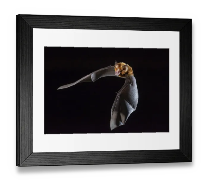 Framed Print : Eastern horseshoe bat (Rhinolophus megaphyllus) flying out from an abandoned mine in late evening. Its orange colouring is due to bleaching from the intense ammonia atmosphere in the mine, Iron Range, Queensland, Australia Framed Print : Eastern horseshoe bat (Rhinolophus megaphyllus) flying out from an abandoned mine in late evening. Its orange colouring is due to bleaching from the intense ammonia atmosphere in the mine, Iron Range, Queensland, Australia