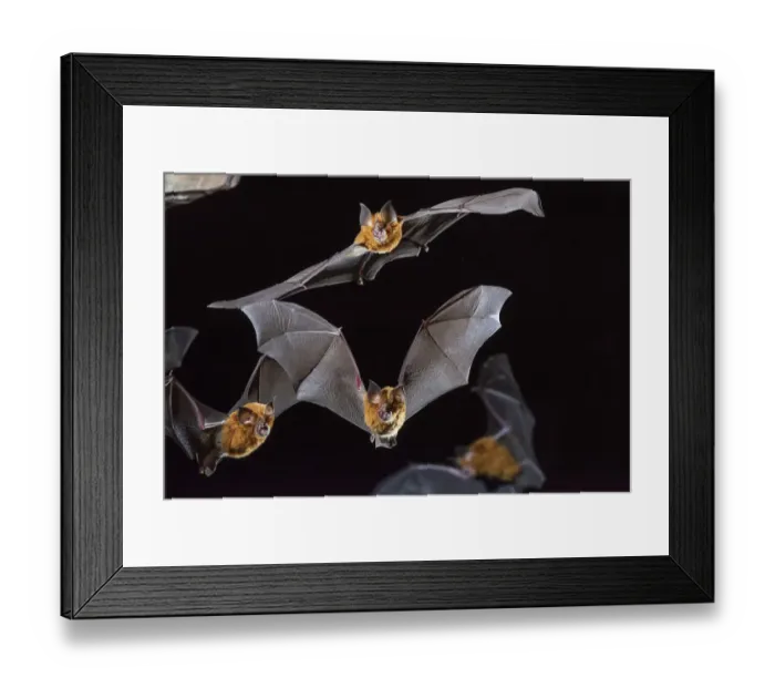 Framed Print : Eastern horseshoe bat (Rhinolophus megaphyllus) colony flying out from an abandoned mine in late evening. Their orange colouring is due to bleaching from the intense ammonia atmosphere in the mine, Iron Range, Queensland, Australia Framed Print : Eastern horseshoe bat (Rhinolophus megaphyllus) colony flying out from an abandoned mine in late evening. Their orange colouring is due to bleaching from the intense ammonia atmosphere in the mine, Iron Range, Queensland, Australia