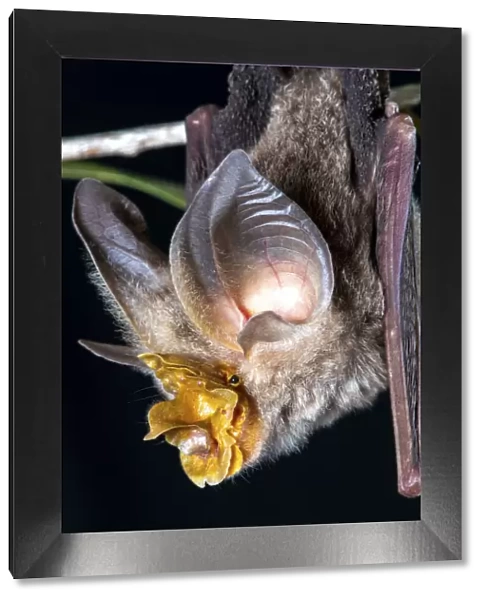 Large-eared horseshoe bat (Rhinolophus robertsi), portrait, Atherton, Queensland, Australia