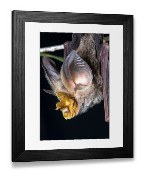 Framed Print : Large-eared horseshoe bat (Rhinolophus robertsi), portrait, Atherton, Queensland, Australia Framed Print : Large-eared horseshoe bat (Rhinolophus robertsi), portrait, Atherton, Queensland, Australia