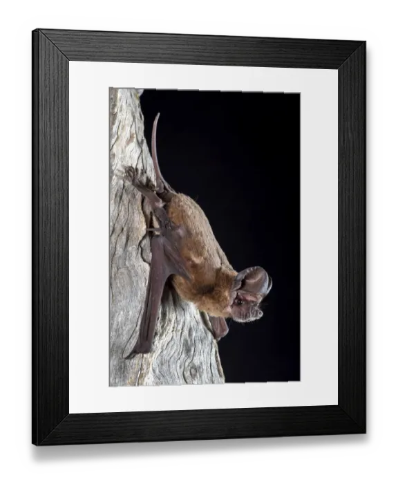 Framed Print : Northern freetail bat (Chaerophon jobensis), portrait, Mt Isa, Queensland, Australia Framed Print : Northern freetail bat (Chaerophon jobensis), portrait, Mt Isa, Queensland, Australia