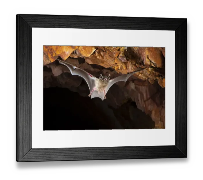 Framed Print : Hills sheathtail bat (Taphozous hilli) flying out of an abandoned mine in late evening, Tennant Creek, Northern Territory, Australia Framed Print : Hills sheathtail bat (Taphozous hilli) flying out of an abandoned mine in late evening, Tennant Creek, Northern Territory, Australia