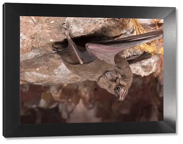 Hills sheathtail bat (Taphozous hilli) upside down, holding on to rock face, Tennant Creek, Northern Territory, Australia