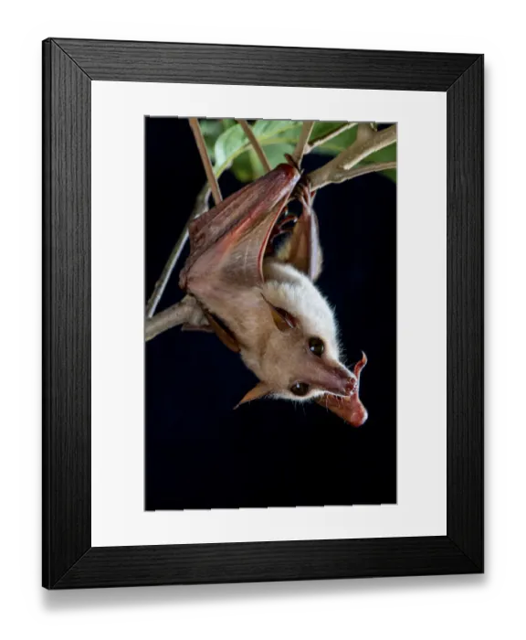 Framed Print : Northern blossom bat (Macroglossus minimus) hanging from a branch, Fogg Dam, Northern Territory, Australia Framed Print : Northern blossom bat (Macroglossus minimus) hanging from a branch, Fogg Dam, Northern Territory, Australia