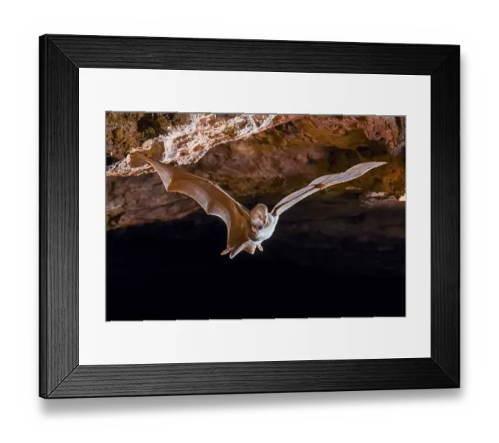 Framed Print : Ghost bat (Macroderma gigas) in flight, Pine Creek, Northern Territory, Australia Framed Print : Ghost bat (Macroderma gigas) in flight, Pine Creek, Northern Territory, Australia