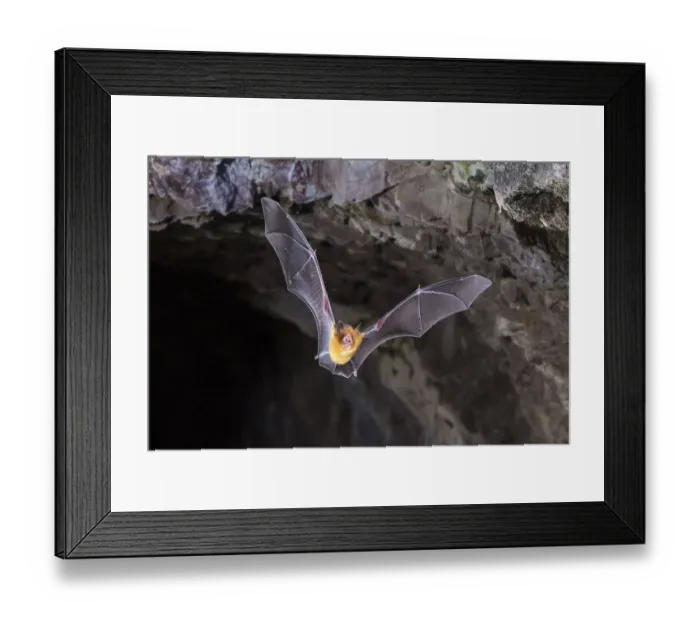 Framed Print : Orange leaf-nosed bat (Rhinonicteris aurantia) flying out of abandoned mine in late evening, Pine Creek, Northern Territory, Australia Framed Print : Orange leaf-nosed bat (Rhinonicteris aurantia) flying out of abandoned mine in late evening, Pine Creek, Northern Territory, Australia