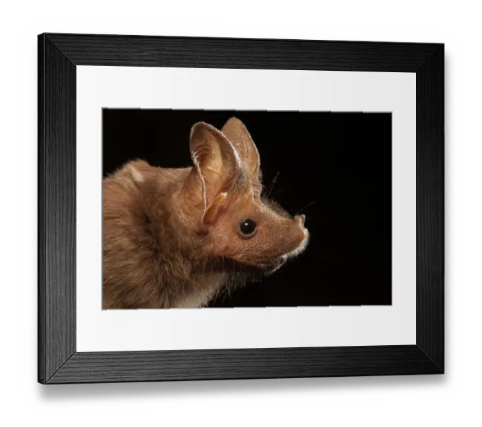 Framed Print : Mouse-tailed bat (Rhinopoma hardwickii), portrait, Sinai Penimsula, Egypt Framed Print : Mouse-tailed bat (Rhinopoma hardwickii), portrait, Sinai Penimsula, Egypt