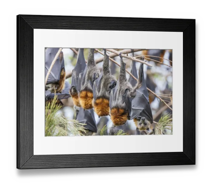 Framed Print : Group of Grey-headed flying fox (Pteropus poliocephalus) roosting, Toowoomba, Queensland, Australia Framed Print : Group of Grey-headed flying fox (Pteropus poliocephalus) roosting, Toowoomba, Queensland, Australia