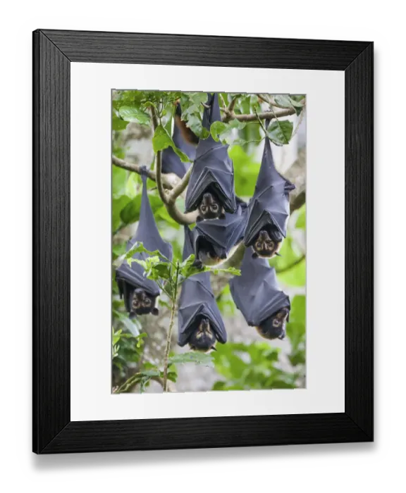 Framed Print : Group of Spectacled flying fox (Pteropus conspicillatus) roosting in daytime camp in rainforest, Atherton Tablelands, Queensland, Australia Framed Print : Group of Spectacled flying fox (Pteropus conspicillatus) roosting in daytime camp in rainforest, Atherton Tablelands, Queensland, Australia