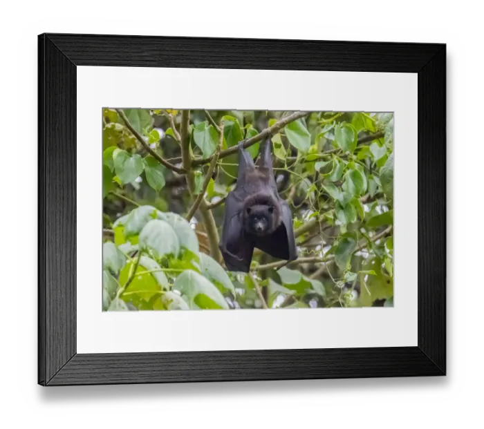 Framed Print : Christmas Island flying fox (Pteropus natalis) roosting in coastal tree, Christmas Island, Australia Framed Print : Christmas Island flying fox (Pteropus natalis) roosting in coastal tree, Christmas Island, Australia
