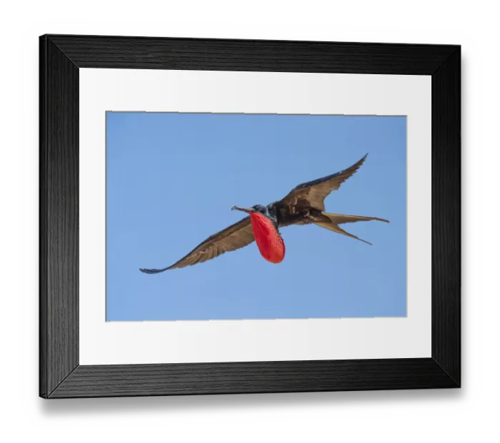 Framed Print : Male Great frigatebird (Fregata minor) in breeding condition with semi-inflated throat pouch, Christmas Island, Australia Framed Print : Male Great frigatebird (Fregata minor) in breeding condition with semi-inflated throat pouch, Christmas Island, Australia